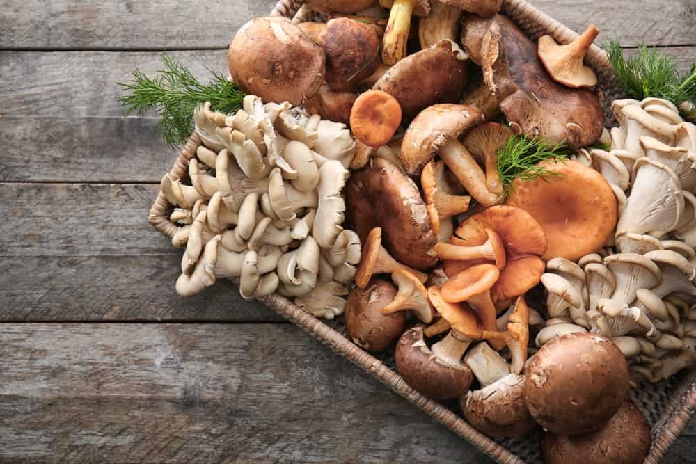 Medical Mushroom